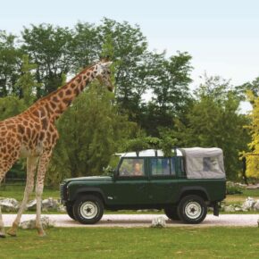 Entspannung am Gardasee: 4 Tage im Mobilhome mit Safari-Park Eintritt ab 62€ Entspannung am Gardasee: 4 Tage im Mobilhome mit Safari-Park Eintritt ab 62€
