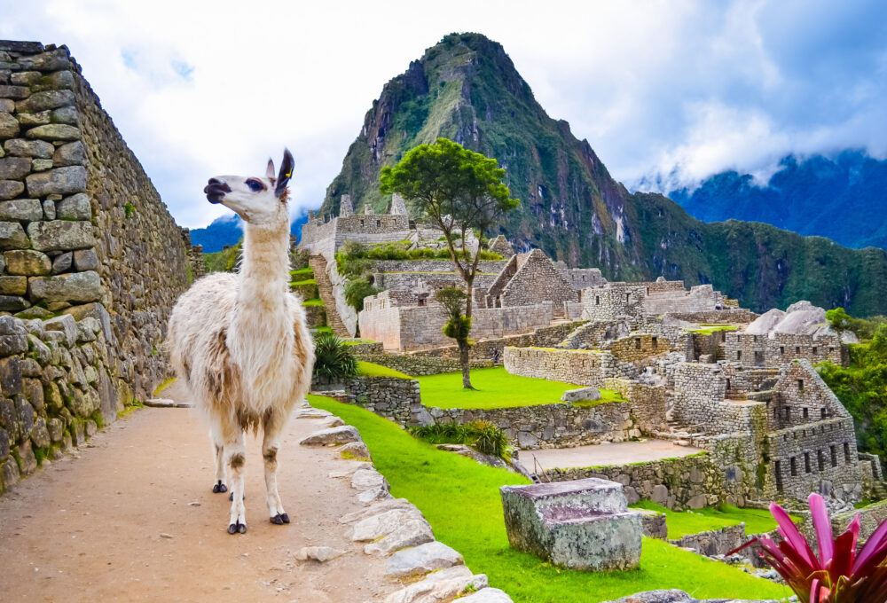 Peru Machu Pichu Lama