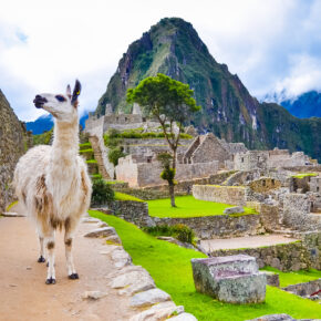 Peru Machu Pichu Lama