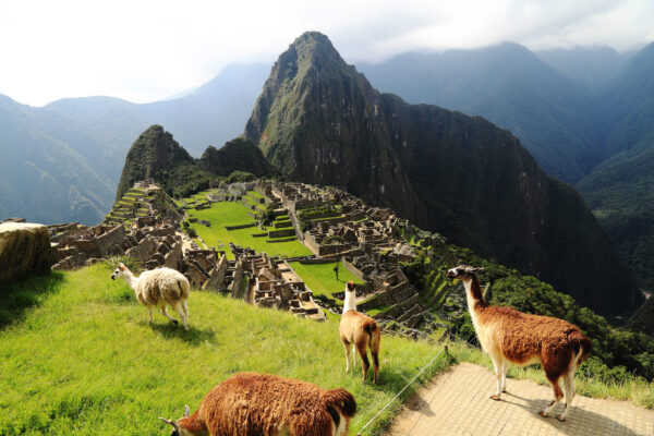 Peru Machu Pichu Lamas