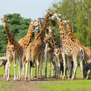 Niederlande: 4 Tage Safaripark in Brabant mit Chalet & FunCard nur 32€ Niederlande: 4 Tage Safaripark in Brabant mit Chalet & FunCard nur 32€