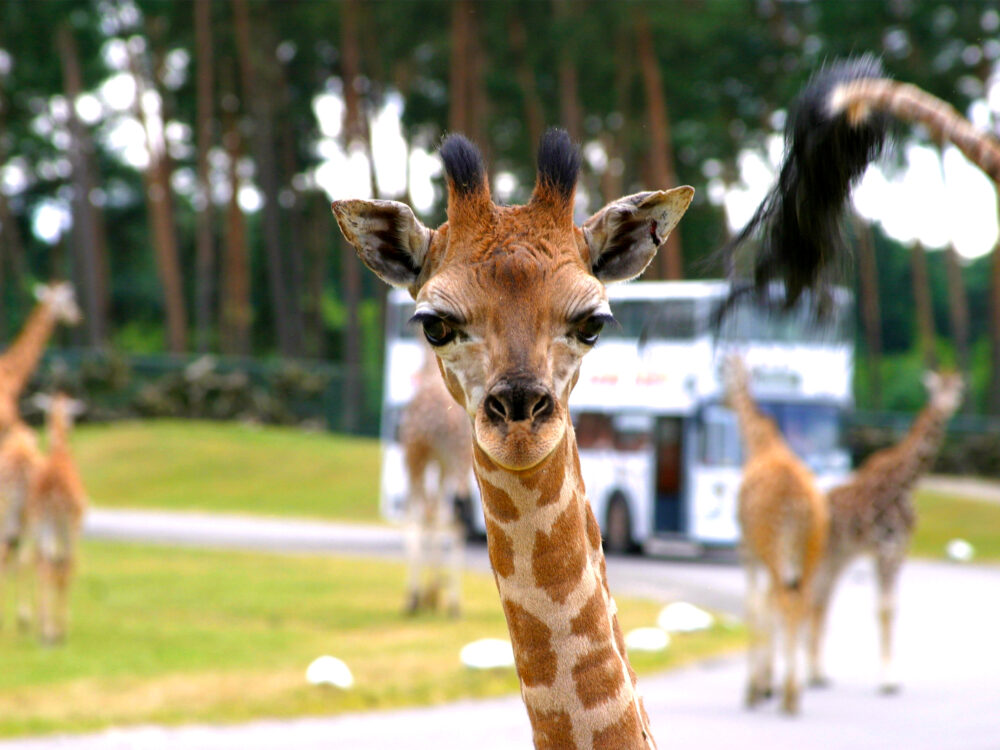 Serengeti Park Tierwelt Giraffe