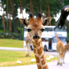 Serengeti Park Tierwelt Giraffe