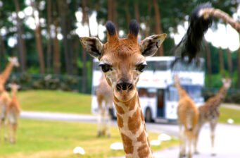 Serengeti Park mit Übernachtung: 3 Tage Lüneburger Heide mit Abenteuer Lodge, Frühstück &...