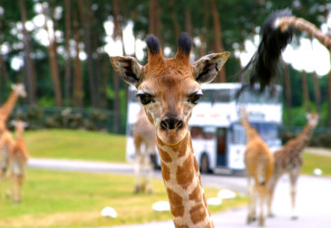 Serengeti-Park mit Übernachtung inkl. Eintritt: 3 Tage Lüneburger Heide mit Abenteuer Lodge, ...