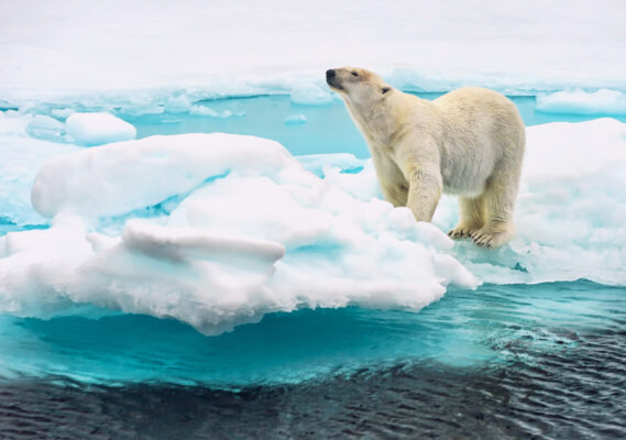 Spitzbergen Eisbär