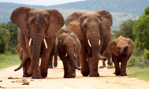 Südafrika Addo Elephant Nationalpark