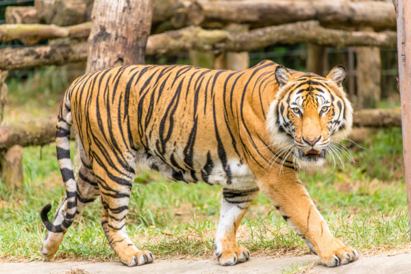 Tiger im Zoo