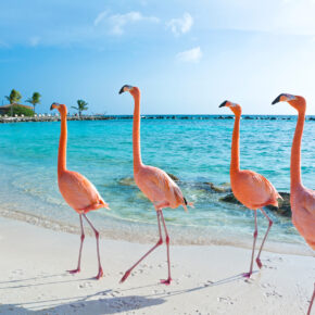 Aruba Tipps: Traumstrände & Sehenswürdigkeiten der Karibikinsel Aruba Tipps: Traumstrände & Sehenswürdigkeiten der Karibikinsel