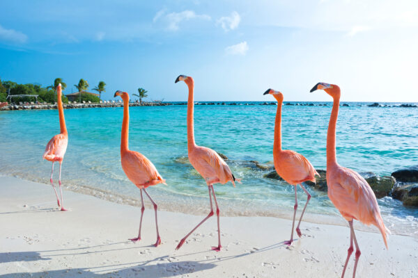 Aruba Pinkte Flamingos Marsch