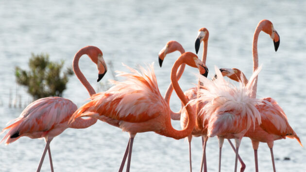 Bonaire Flamingos Nah