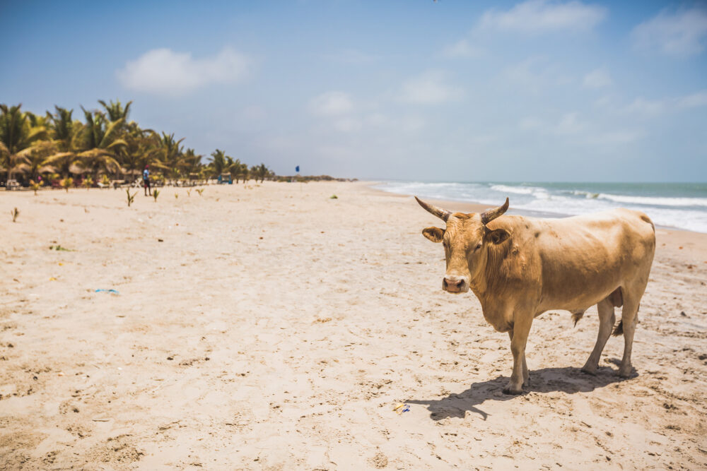 Gambia Kuh am Strand