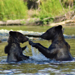 Kanada British Columbia Grizzly Bären