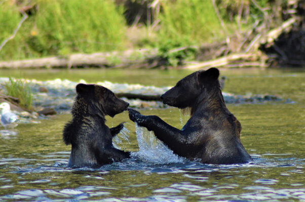 Kanada British Columbia Grizzly Bären