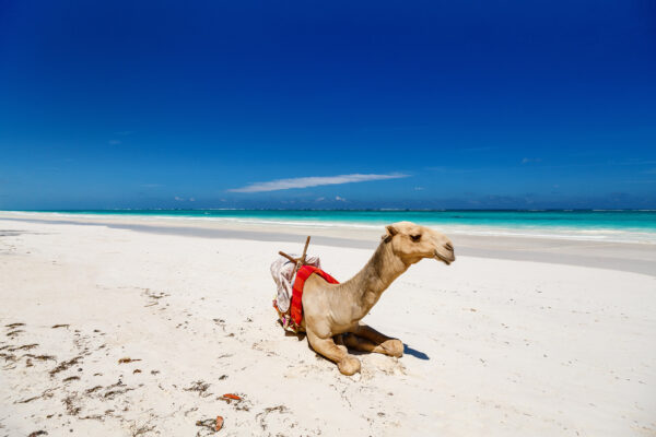 Kenia Kamel am Strand