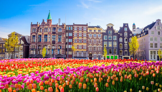 Niederlande Amsterdam Tulpen