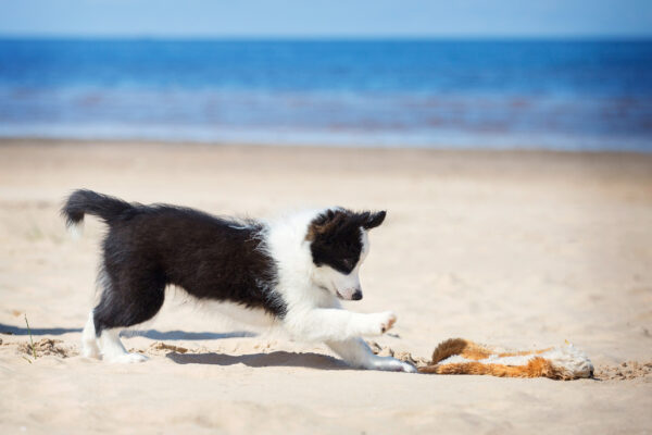 Welpe Puppy Strand
