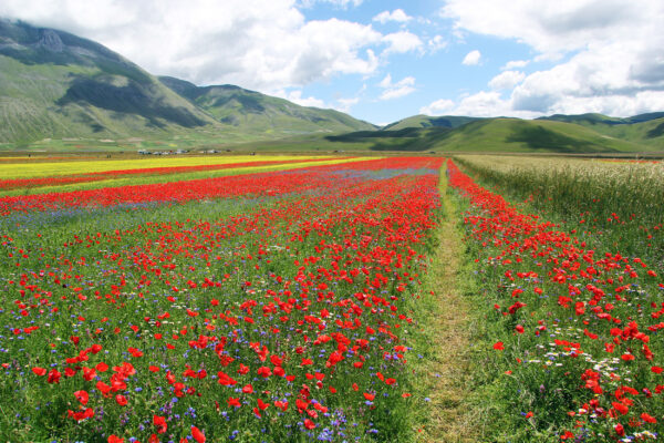 Italien Castelluccio Blumen