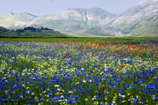 Italien Castelluccio Blumen blau