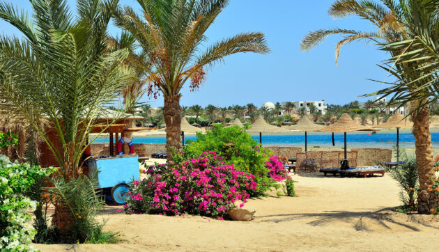 Ägypten Marsa Alam Blumen