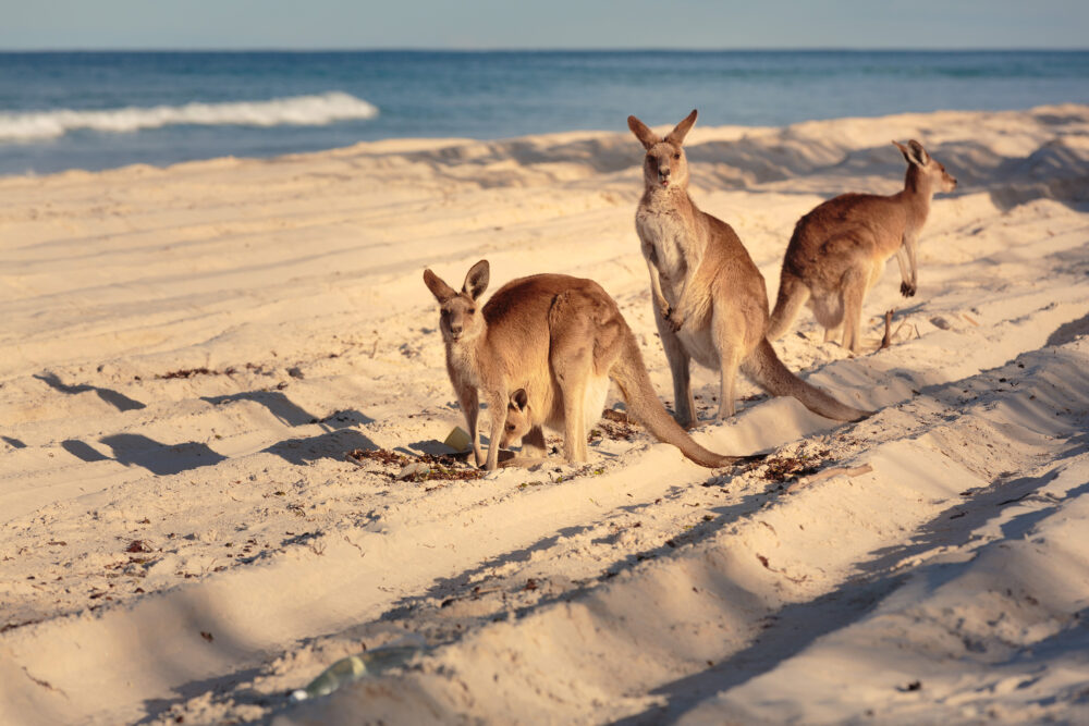 Australien Brisbane Bribi beach