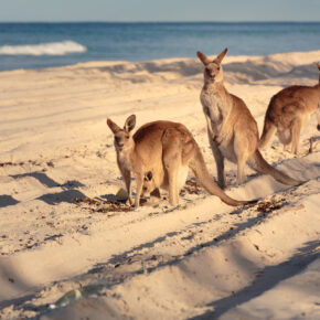 Australien Brisbane Bribi beach