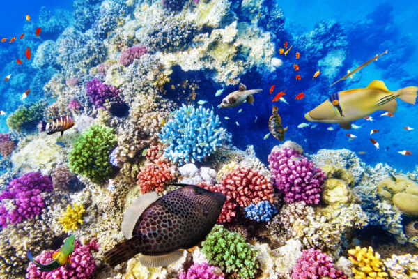Australien Great Barrier Reef Korallen