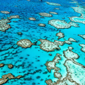 Tauchen am Great Barrier Reef: Die besten Divespots am größten Korallenriff der Erde