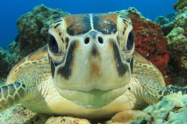 Australien Great Barrier Reef Schildkröte