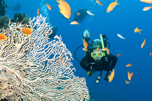 Australien Great Barrier Reef Tauchen