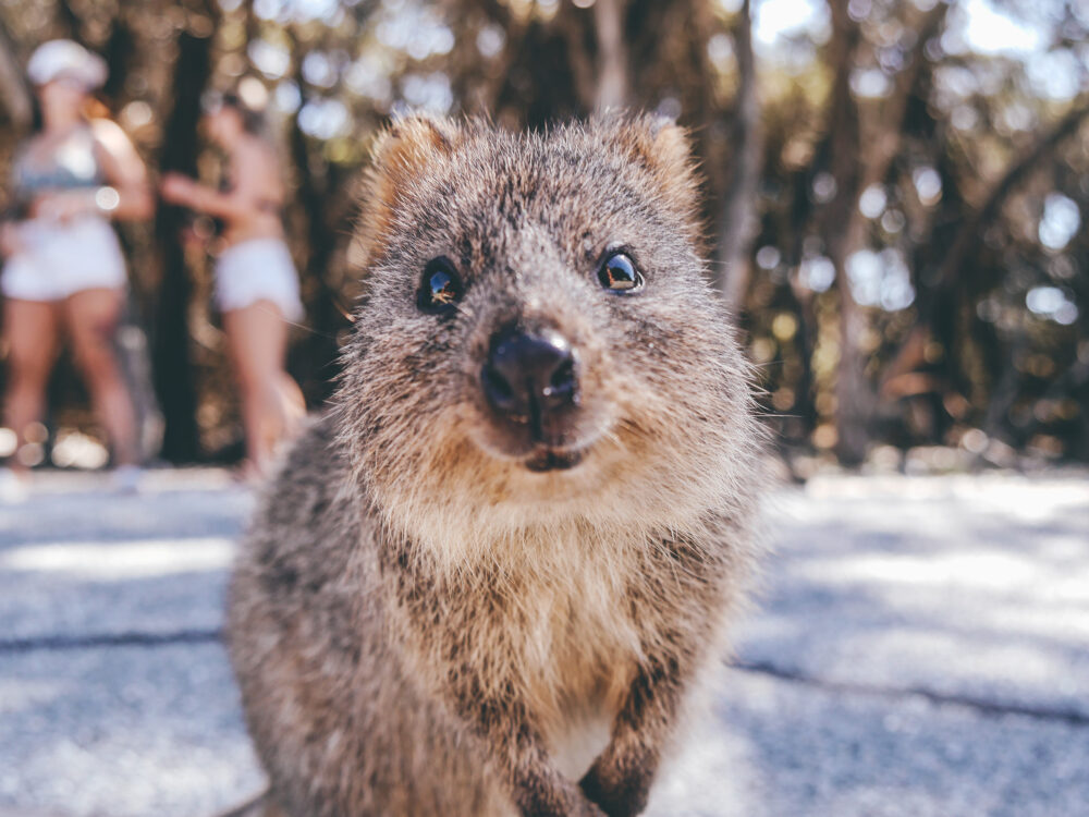 Australien Quokka