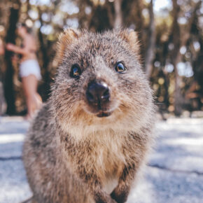 Top 5 der süßesten Tiere Australiens