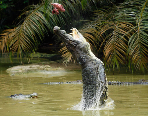 Australien Salzwasserkrokodil