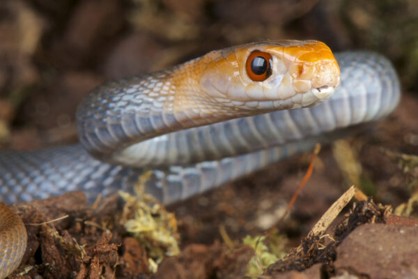 Australien Taipan