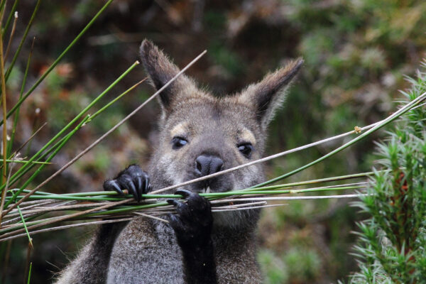 Australien Wallaby