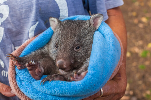 Australien Wombat