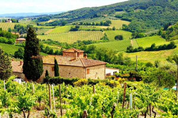 Italien Toskana Weinberge
