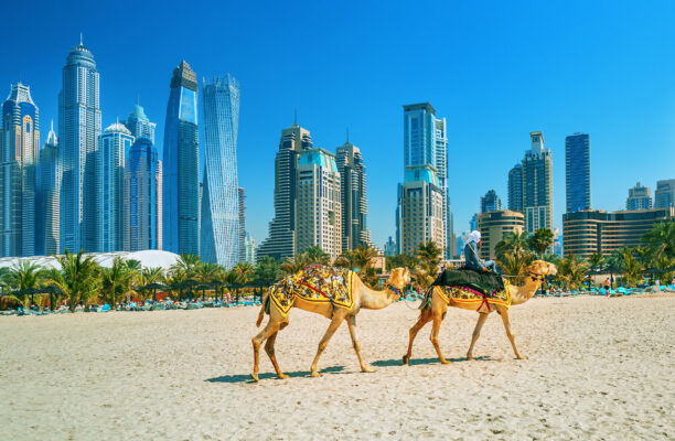 VAE Dubai Jumeirah Beach Kamele