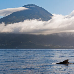 Azoren Rundreise: 7 Tage in verschiedenen Hotels mit Selbstverpflegung nur 900€