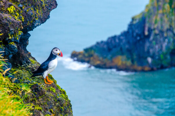 Island Puffin Klippe