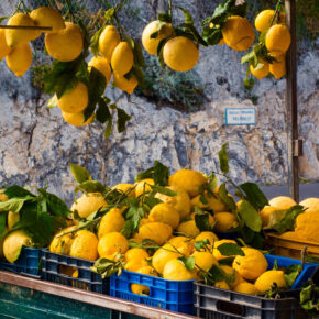 Italien Amalfi Zitronen