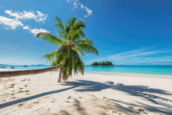 Jamaika Strand Palmenschatten