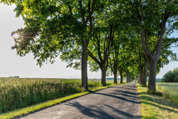 Deutschland Baum Allee