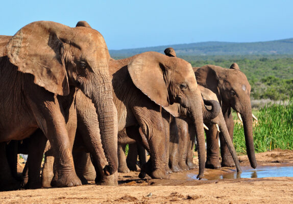 Urlaub zu Hause: Safari