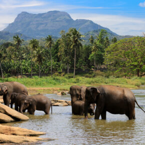 Endlich frei: 78 Elefanten aus einem Camp in Thailand werden freigelassen