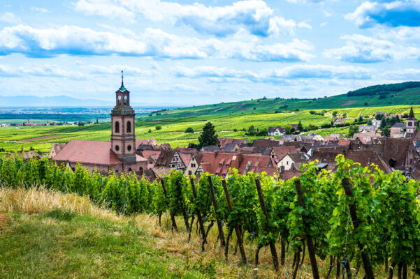 Frankreich Elsass Riquewihr Weinstock Parzelle