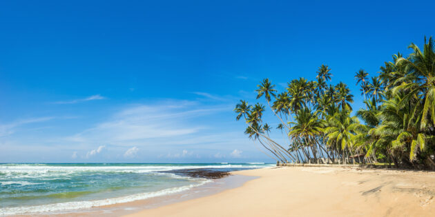 Sri Lanka Palmen Strand