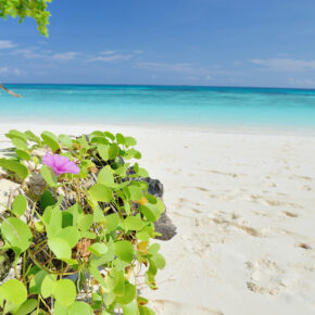 Khao Lak Cluburlaub am Strand: 8 Tage Thailand mit Vollpension, Flug, Transfer, Zug & Extras für 1.223€ Khao Lak Cluburlaub am Strand: 8 Tage Thailand mit Vollpension, Flug, Transfer, Zug & Extras für 1.223€