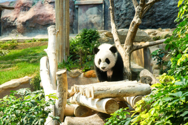 China Macau Panda Pavilion