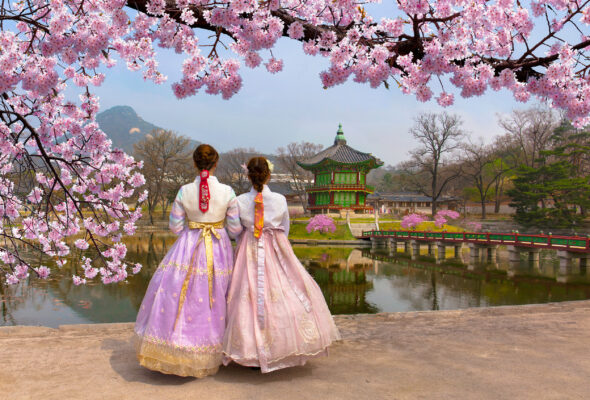 Korea Seoul Kirschblüten